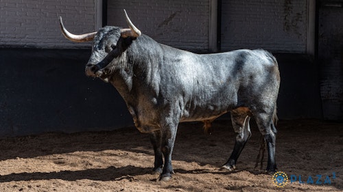 San Isidro, en directo: toros hoy en Madrid y última hora de Rafaelillo, Juan de Castilla y Jesús Enrique Colombo