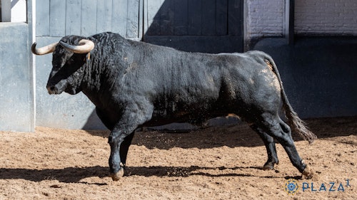 San Isidro, en directo: toros hoy en Madrid y última hora de Diego Ventura, Cayetano y Ginés Marín