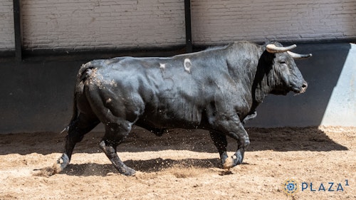 Toros en Las Ventas de Madrid por San Isidro, en directo: última hora de Diego Ventura, Sergio Galán y Rui Fernandes hoy