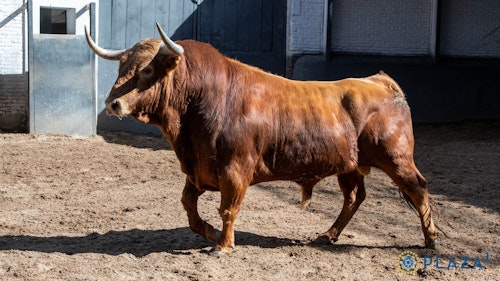 Toros en Las Ventas de Madrid por San Isidro, en directo: última hora de Juan Leal, Francisco José Espada e Isaac Fonseca hoy