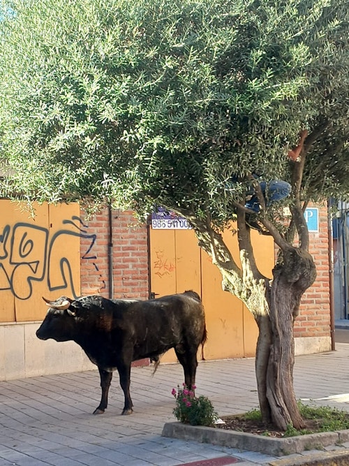 Miles de personas han disfrutado en el primer chúndara de Peñafiel