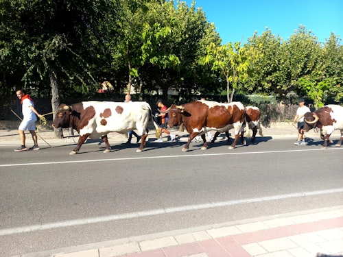 Miles de personas han disfrutado en el primer chúndara de Peñafiel