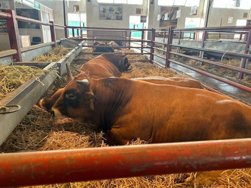 Salamaq 24: así ha sido la apertura de la feria agropecuaria este jueves
