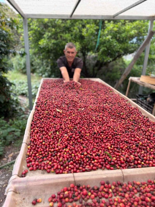 Agaete se rinde a La Rama: baile, tambores, fiesta y tradición