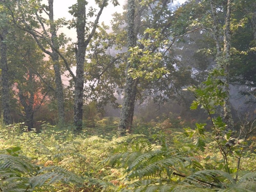 Incendio en La Alberca: vecinos desalojados, nivel 2 y más de 40 medios