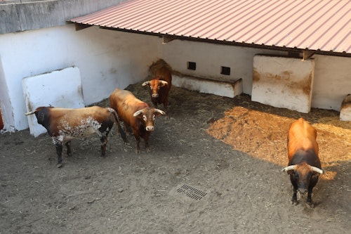 La gran corrida de la Feria Taurina de Begoña, en Gijón: dos orejas para Ortega