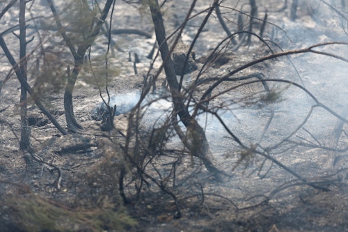 📷 En images – À Biscarosse, des bâtiments ravagés et des arbres calcinés
